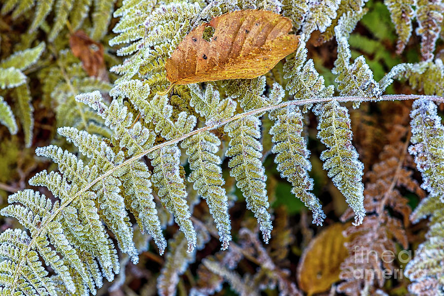 Highland Chill Frost on Ferns 5 Photograph by Thomas R Fletcher