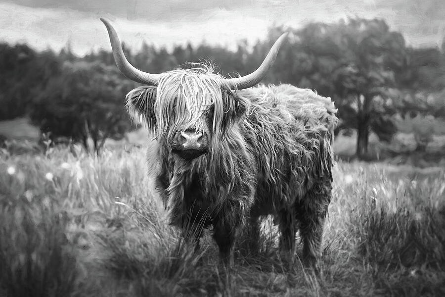 Highland Coo Black and White  Photograph by Carol Japp