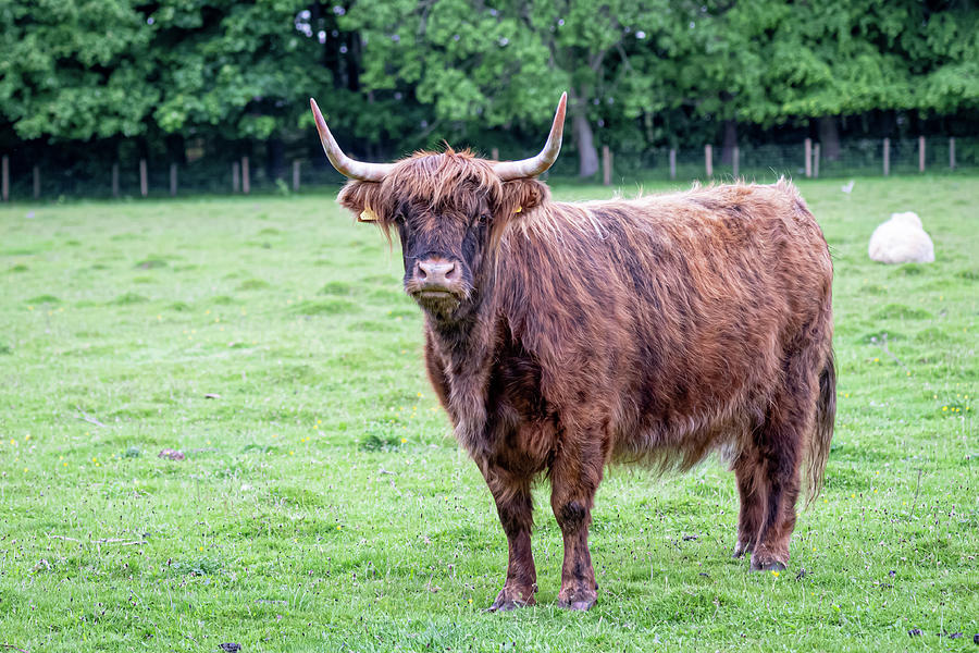 Highland Coo Photograph by Joan Baker - Fine Art America