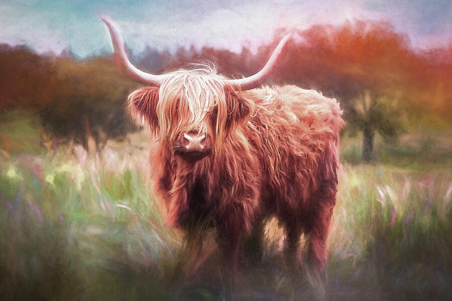 Wildlife Photograph - Highland Coo Painterly by Carol Japp