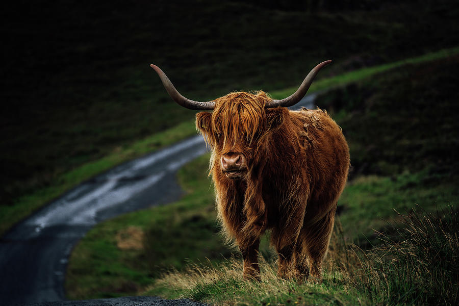 Highland Coo Skye Photograph by Reiss McGuire - Fine Art America