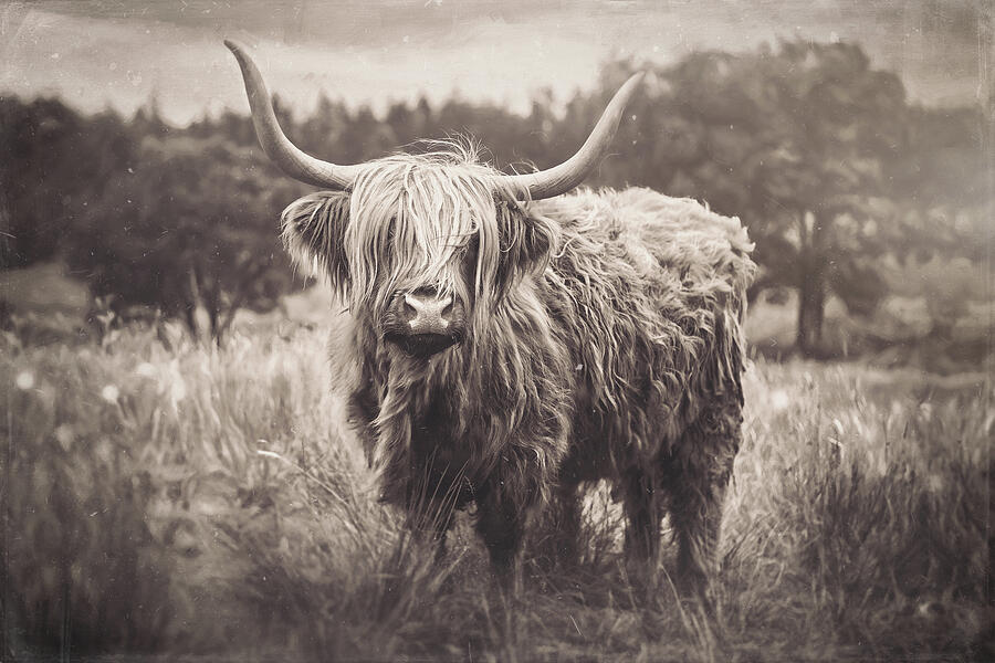 Wildlife Photograph - Highland Coo Vintage  by Carol Japp