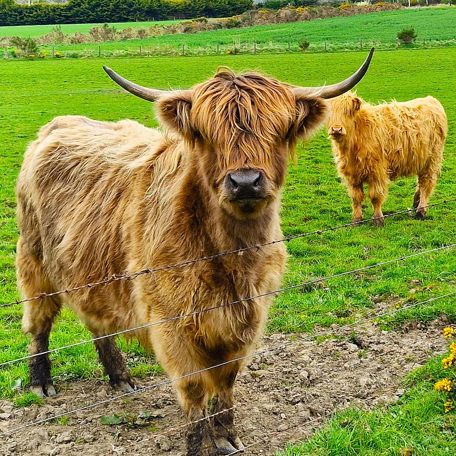 Highland Coos Photograph by Jarek Filipowicz | Pixels