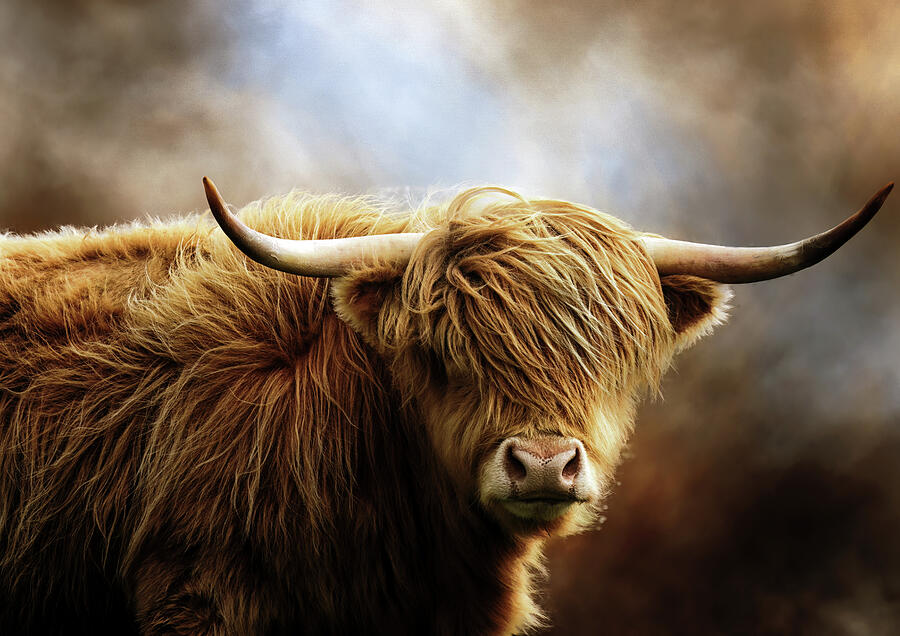 Highland Cow Photograph by Allan Todd - Fine Art America