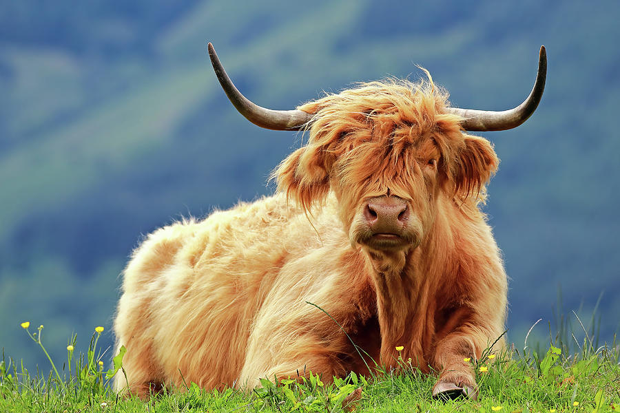 Highland Cow - Argyll and Bute Photograph by Grant Glendinning