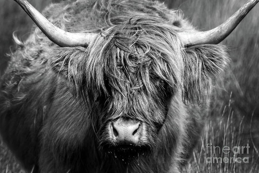 Highland cow, black and white portrait Photograph by Delphimages Photo Creations