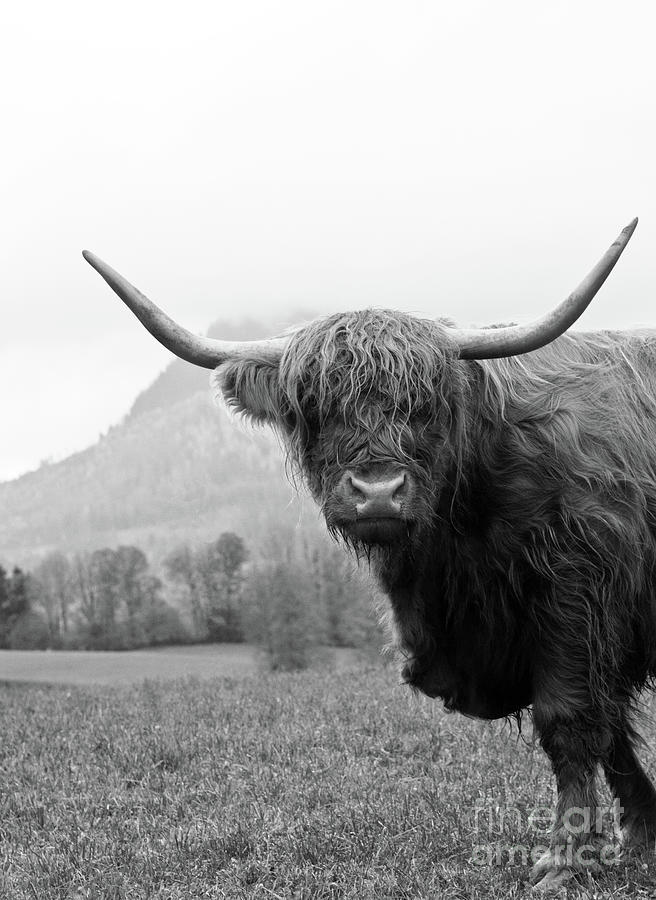 Mountain Mixed Media - Highland Cow Black White #2 #wall #art by Anitas and Bellas Art
