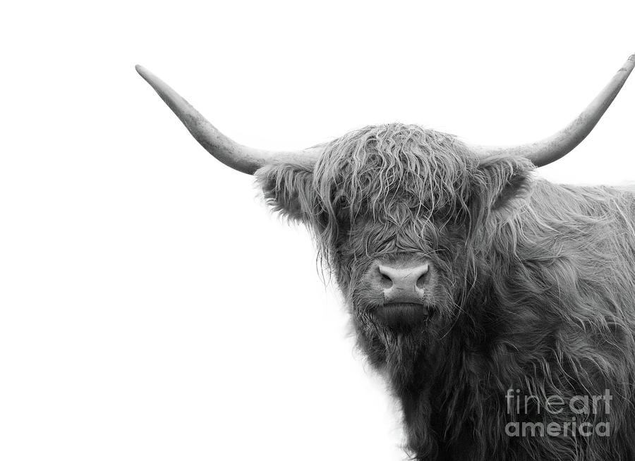 Highland Cow Black White #4 #wall #art Mixed Media by Anitas and Bellas ...