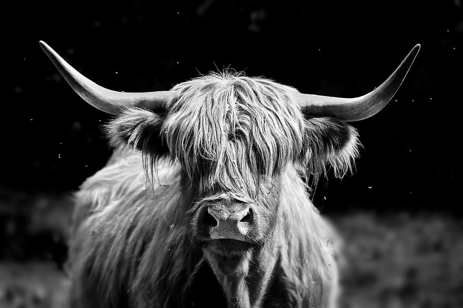 Highland Cow BW Photograph by Sabine Schiebofski - Fine Art America