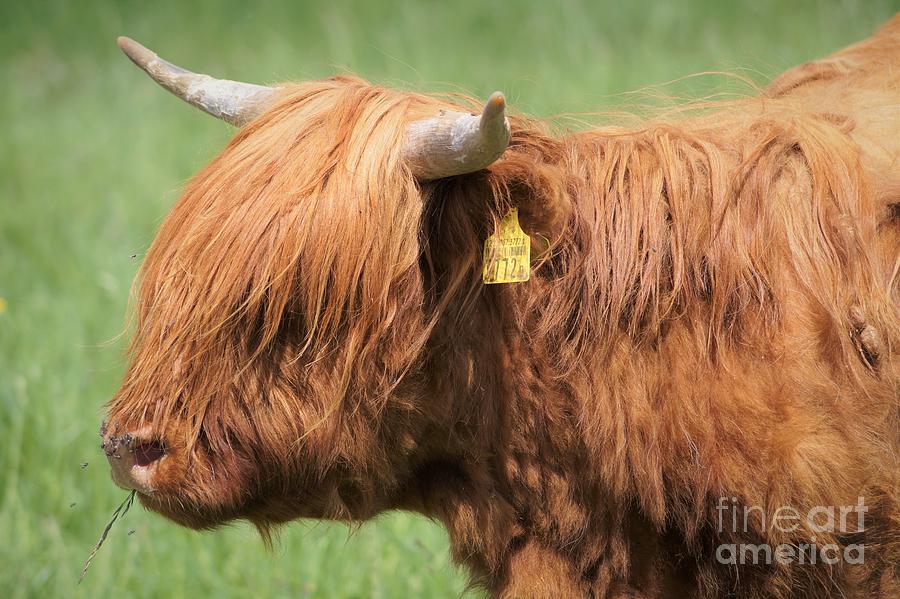 Highland Cow Photograph by Claudia Zahnd-Prezioso