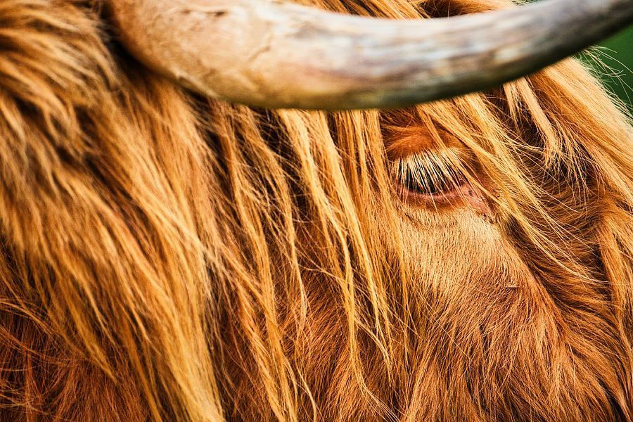 Cow Photograph - HIghland Cow Closeup - Scotland by Stuart Litoff