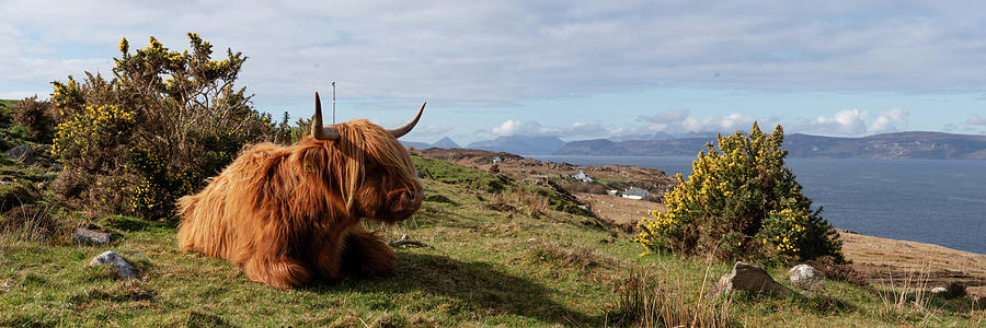 Highland cow coo scottish coast highlands Photograph by Sonny Ryse