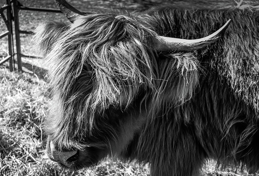 Nature Photograph - Highland Cow  by Debra Forand