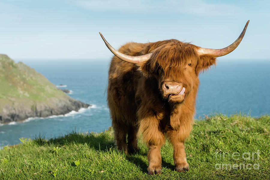 Cow Photograph - Highland Cow, Devon coast by Justin Foulkes