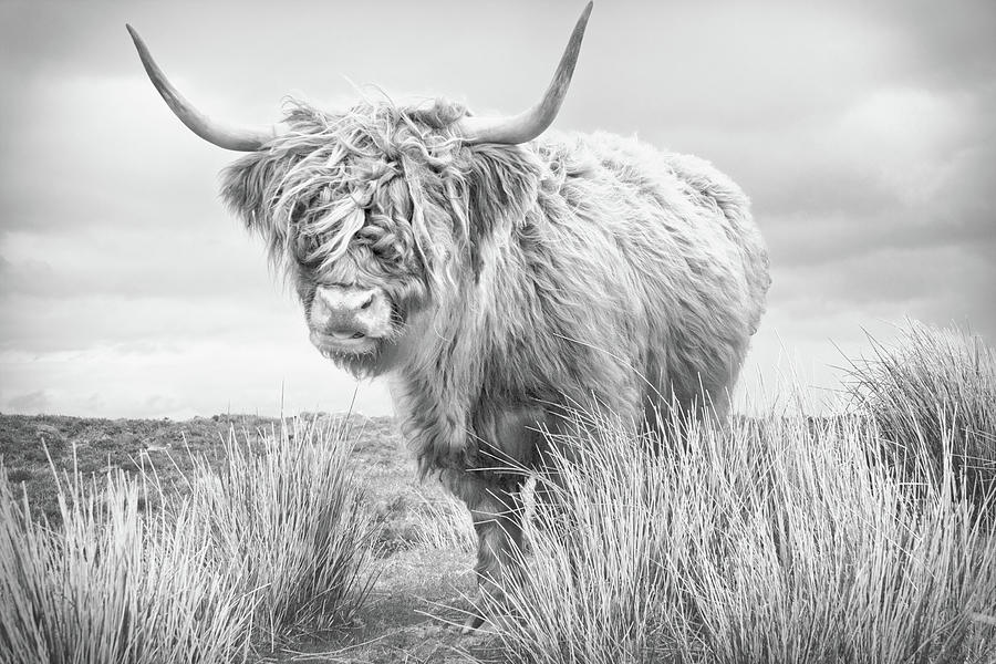 Highland Cow in Scotland Photograph by Dorit Fuhg