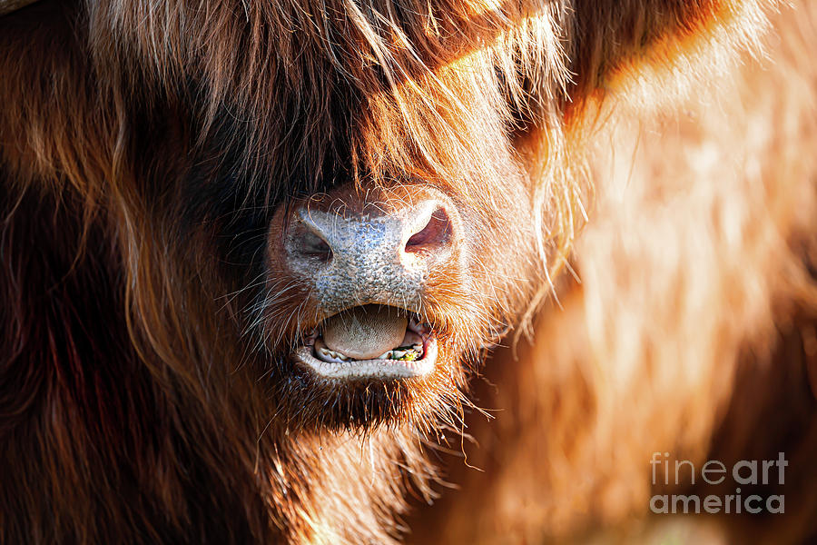 Highland cow face close up with open mouth Photograph by Simon Bratt