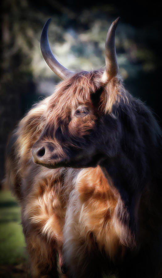 Highland Cow IIi Photograph