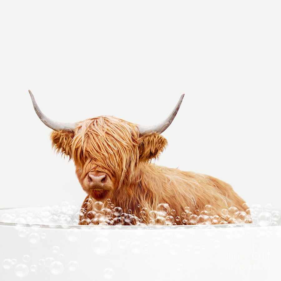 Highland Cow in Bathtub, Cow Taking a Bath, Cow Bathing, Bathtub Animal