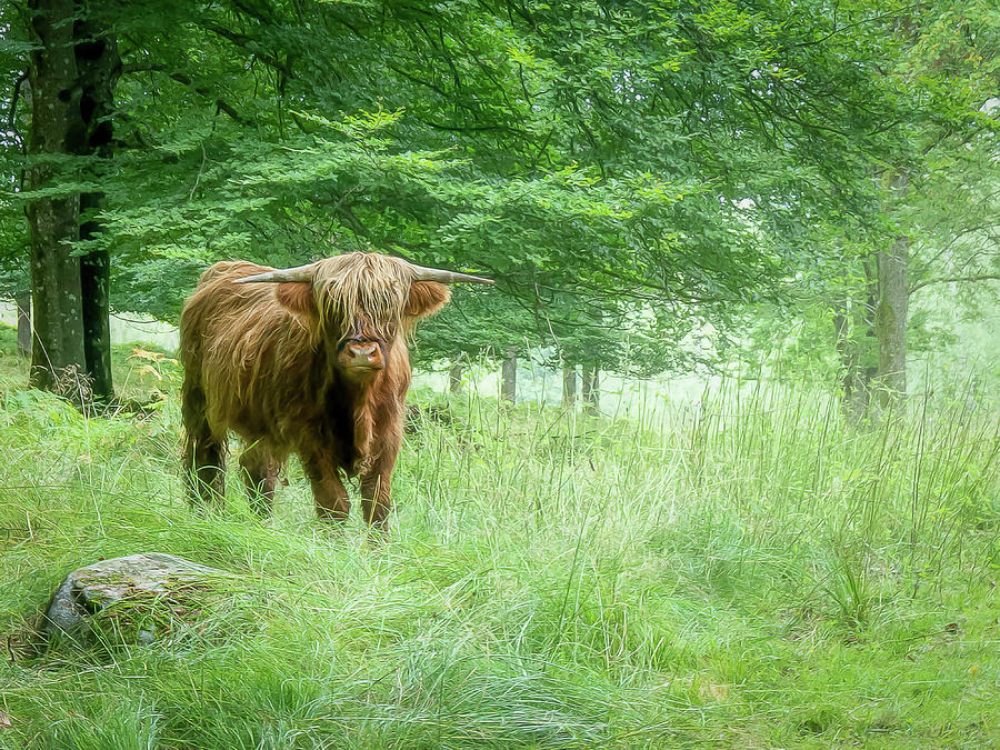 Highland Cow In Summer Forest Photograph by Nicklas Gustafsson