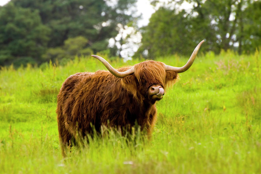 Highland Cow Photograph by Jean Kelly - Fine Art America