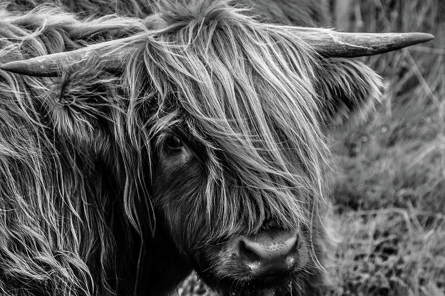 Highland Cow Photograph by John Frid - Pixels