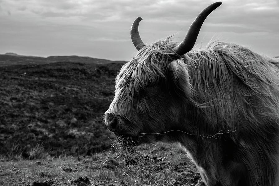 Highland Cow Photograph by Txture Studio - Fine Art America