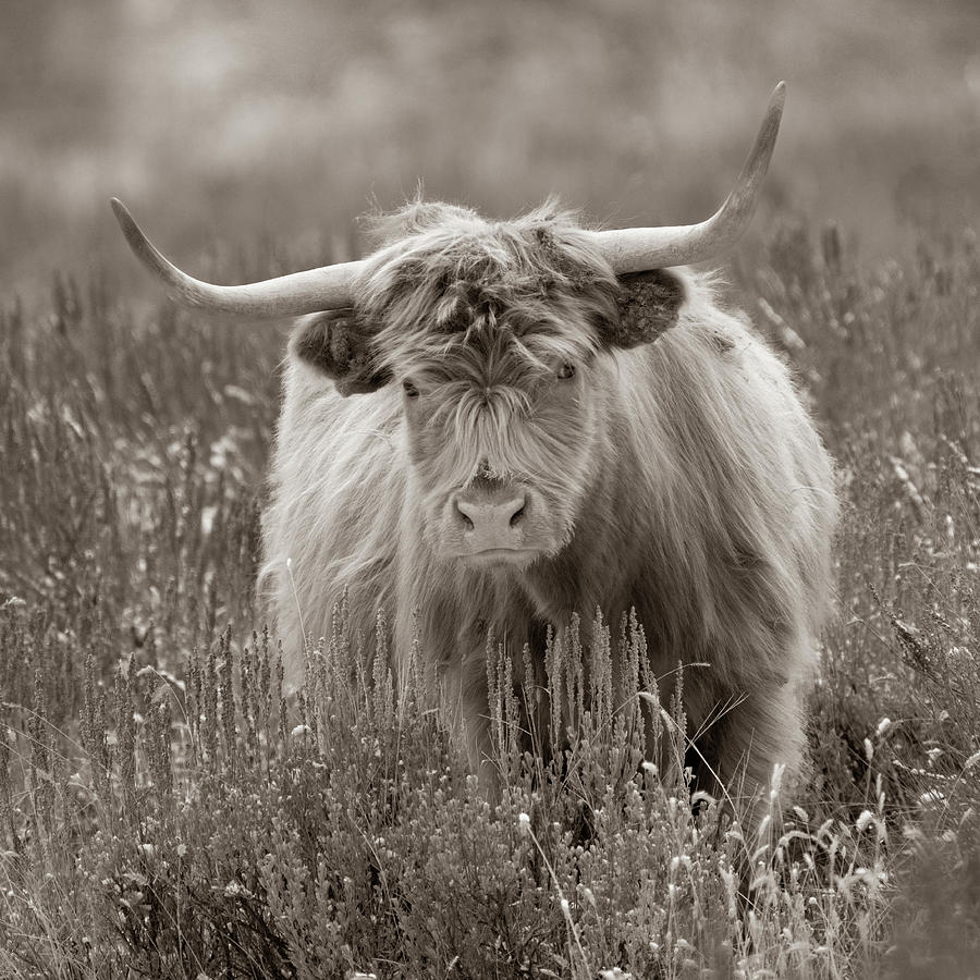 Highland Cow Look Photograph by Steve Smith - Fine Art America