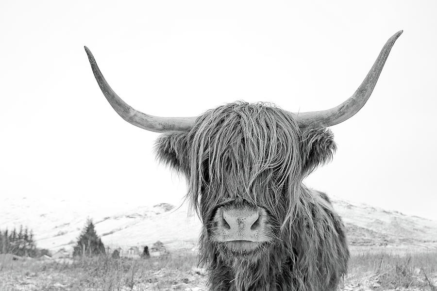 Highland Cow Photograph - Highland Cow mono by Grant Glendinning