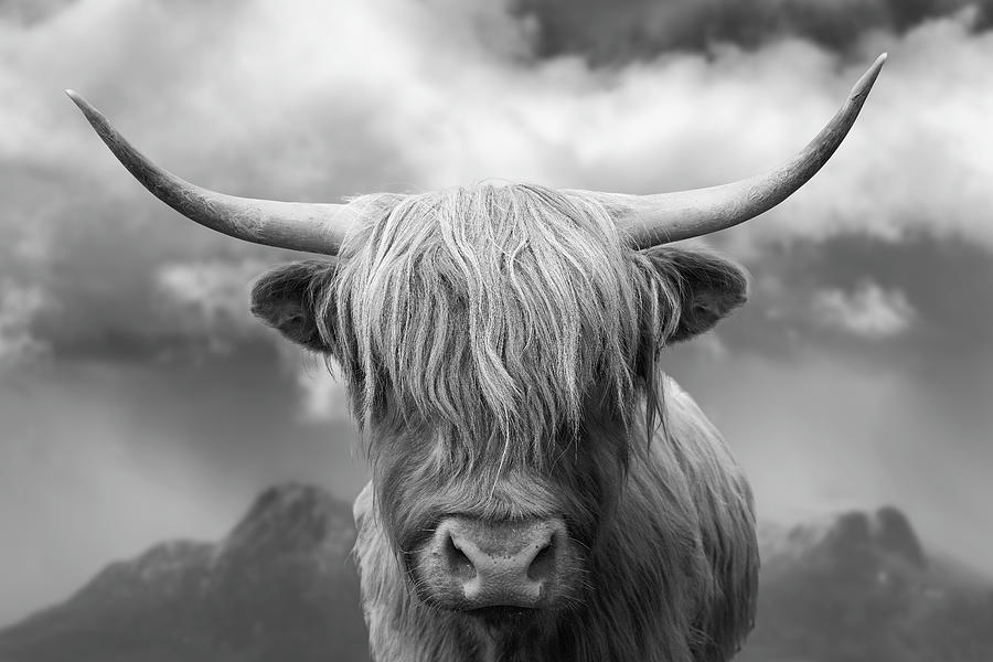 Highland Cow - Mountain Photograph by Grant Glendinning