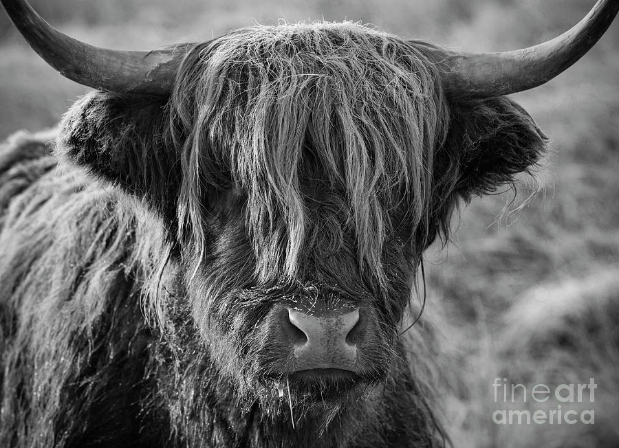Frosty face - Highland Cow Photograph by Neale And Judith Clark