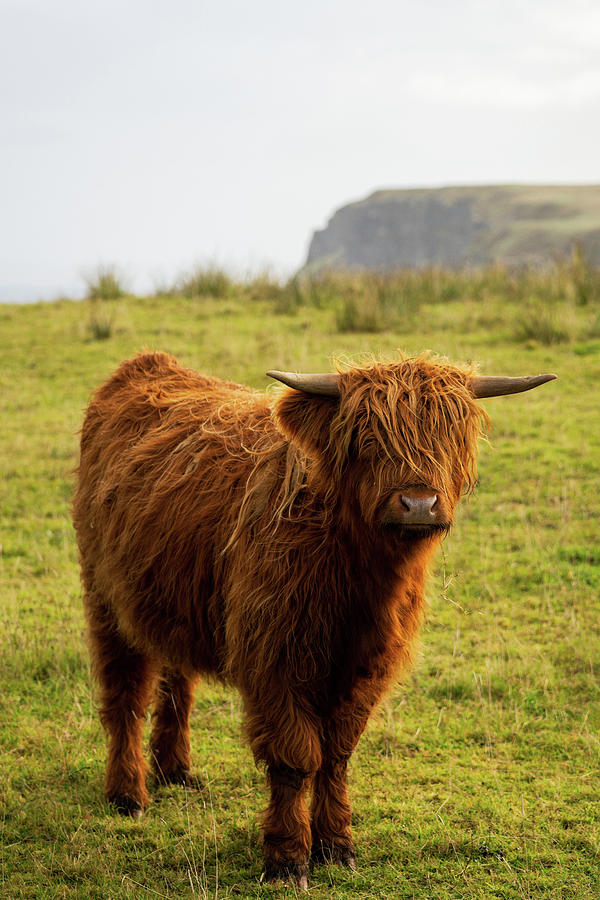 Highland Cow North Coast Scotland Photograph by Brad Scott
