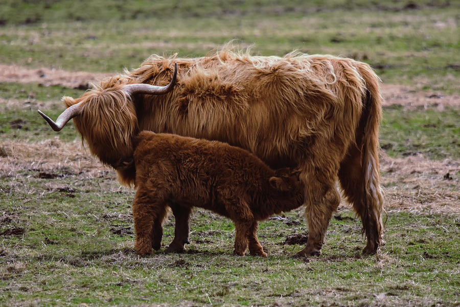 Nature Photograph - Highland cow nursing her baby calf by Silviu Dascalu