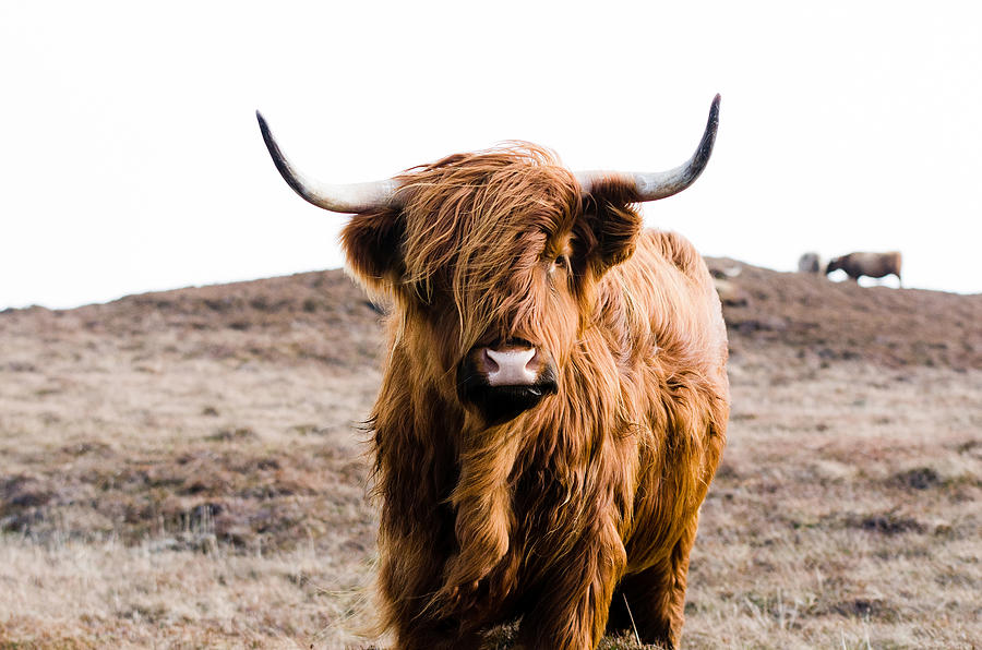 Highland Cow on Islay Photograph by Julien - Fine Art America