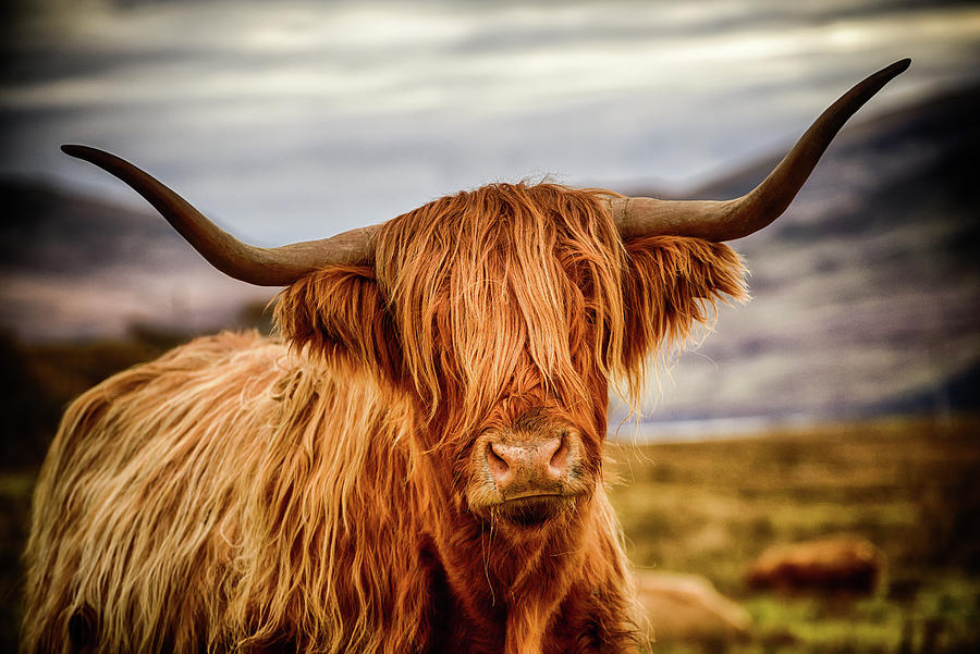 Inner Hebrides Photograph - Highland Cow by Peter OReilly