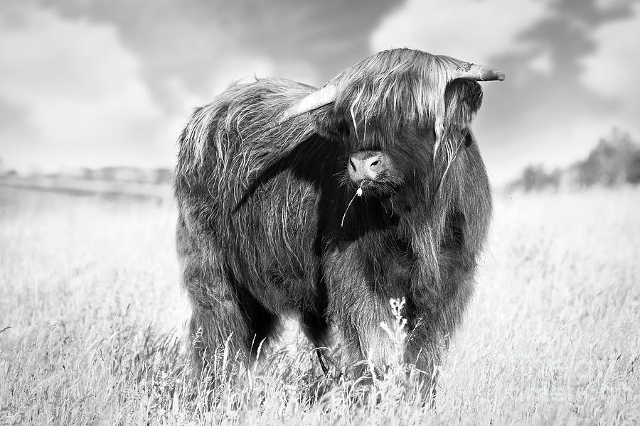 Highland cow portrait black and white Photograph by Simon Bratt