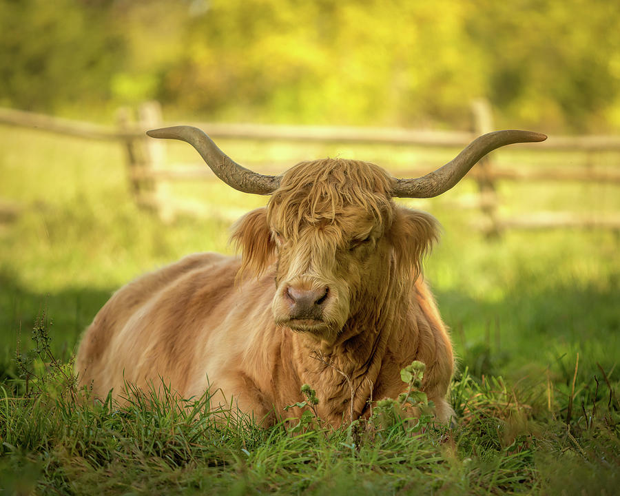 Highland Cow Portrait Photograph by Rod Best
