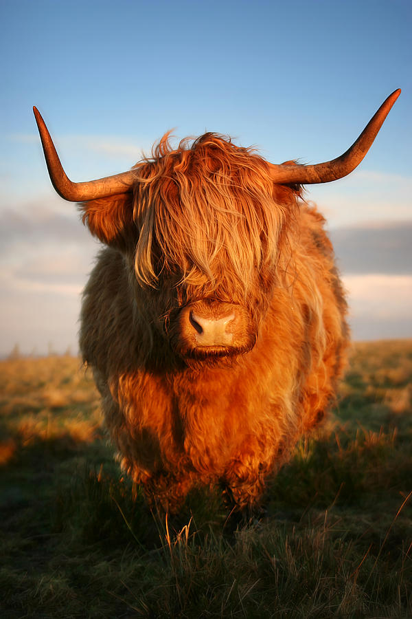 Highland Cow Poster tumblr aesthetic Painting by Nick Taylor | Fine Art ...