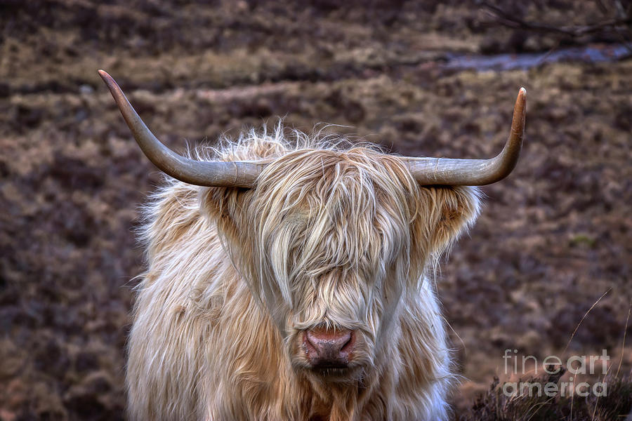 Highland Cow Photograph by Rebecca Caroline Photography