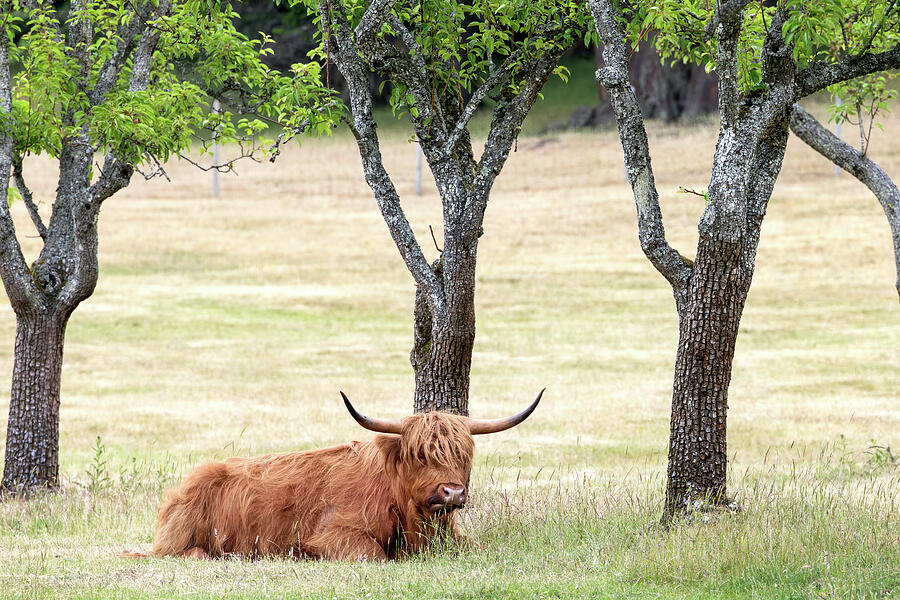 Highland Cow Resting Beneath Apple Trees Photograph by Michael Russell Highland Cow Resting Beneath Apple Trees Photograph by Michael Russell