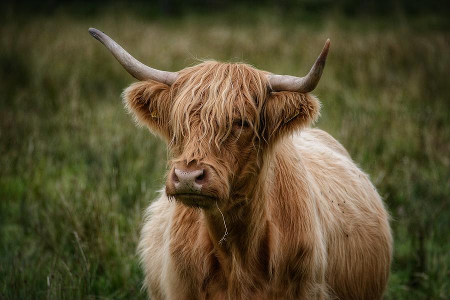 Highland Cow Photograph by Sandra Whitlock Baker - Fine Art America