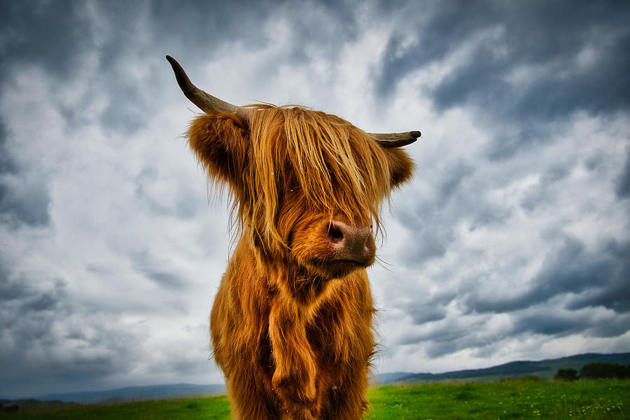 Highland Cow - Scotland Photograph by Stuart Litoff