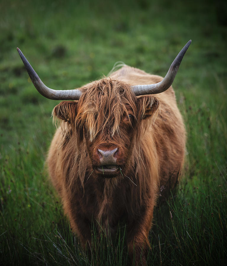 Highland Cow Photograph by Sean Dove - Fine Art America