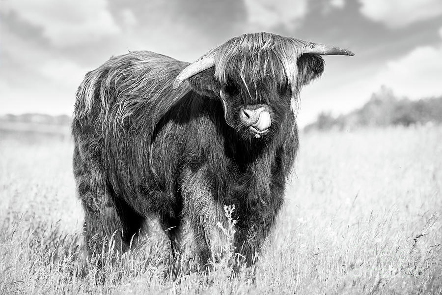 Highland cow tongue lick black and white Photograph by Simon Bratt