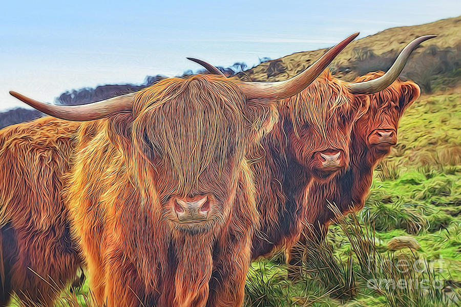 Highland Cow Trio Isle of Skye Scotland Photograph by Barbara Jones PhotosEcosse