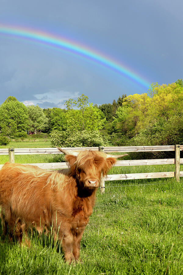 Highland Cow under Rainbow Painting by Brian Allen Highland Cow under Rainbow Painting by Brian Allen