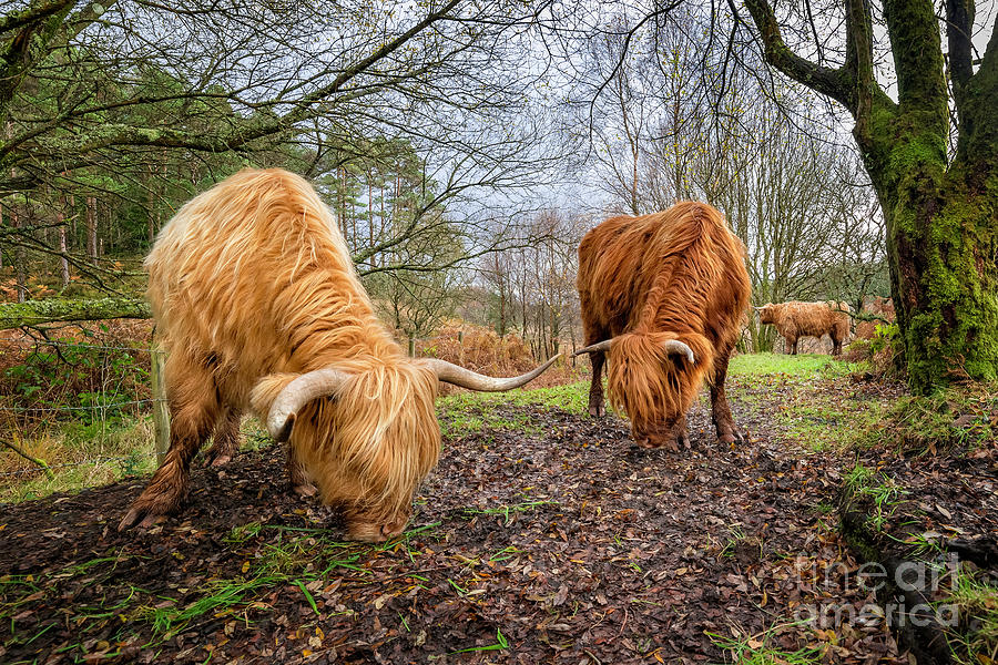 Highland Cows Photograph by Adrian Evans