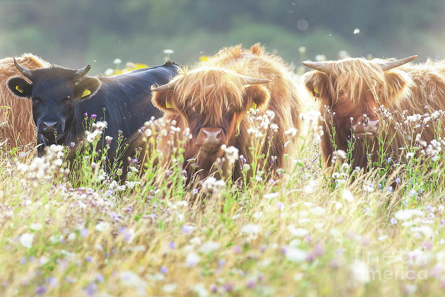 Highland cows face on in flower field Photograph by Simon Bratt