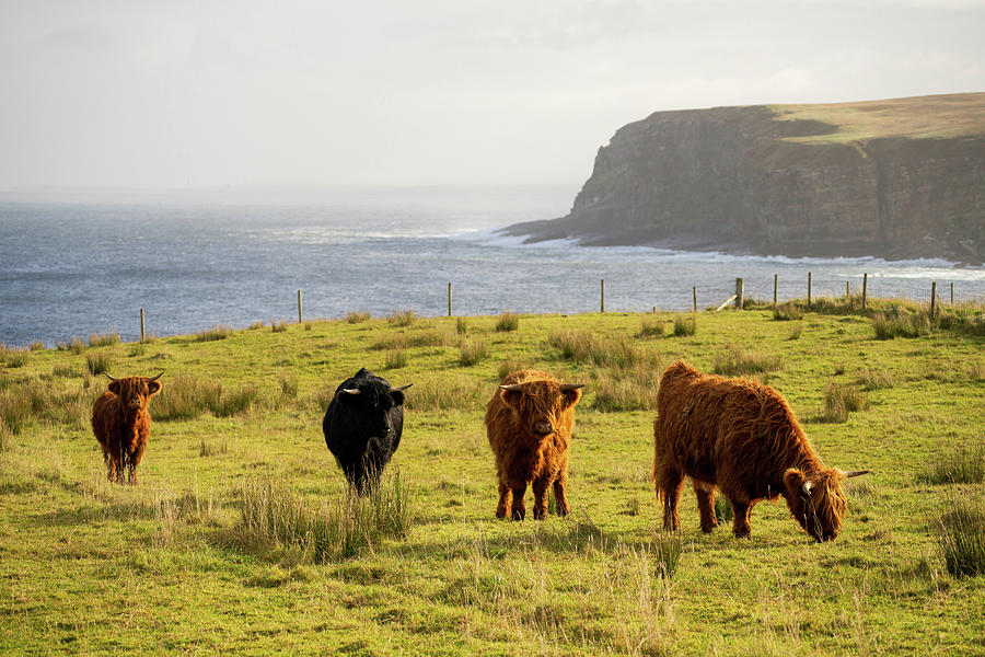 Highland Cows on the North Coast of Scotland Photograph by Brad Scott