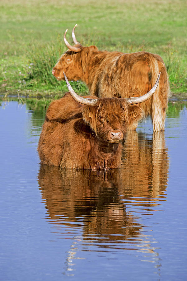 Highland Cows wading in Lake Photograph by Arterra Picture Library