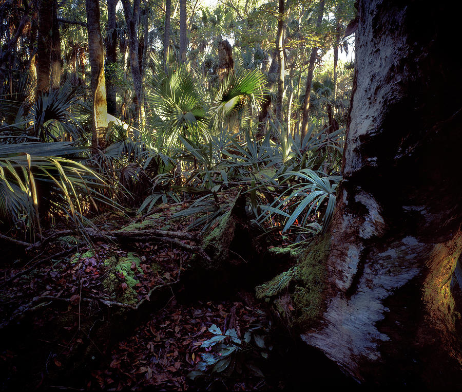 Highland Hammocks jungle Photograph by Rudy Umans